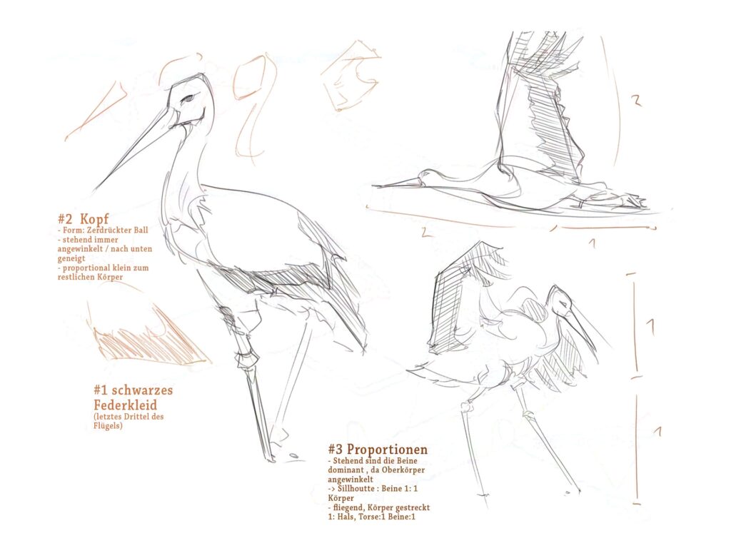 Studien für Character Design für die Sympathiefigur eines Freizeitparkes. stork character design. Copyrights: Jonas Grund